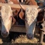 ��������� ���������� ������������� ���� ������ ��������� �� ���������� �����