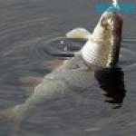 �� ����� ������������� ���� ������ ����� ������